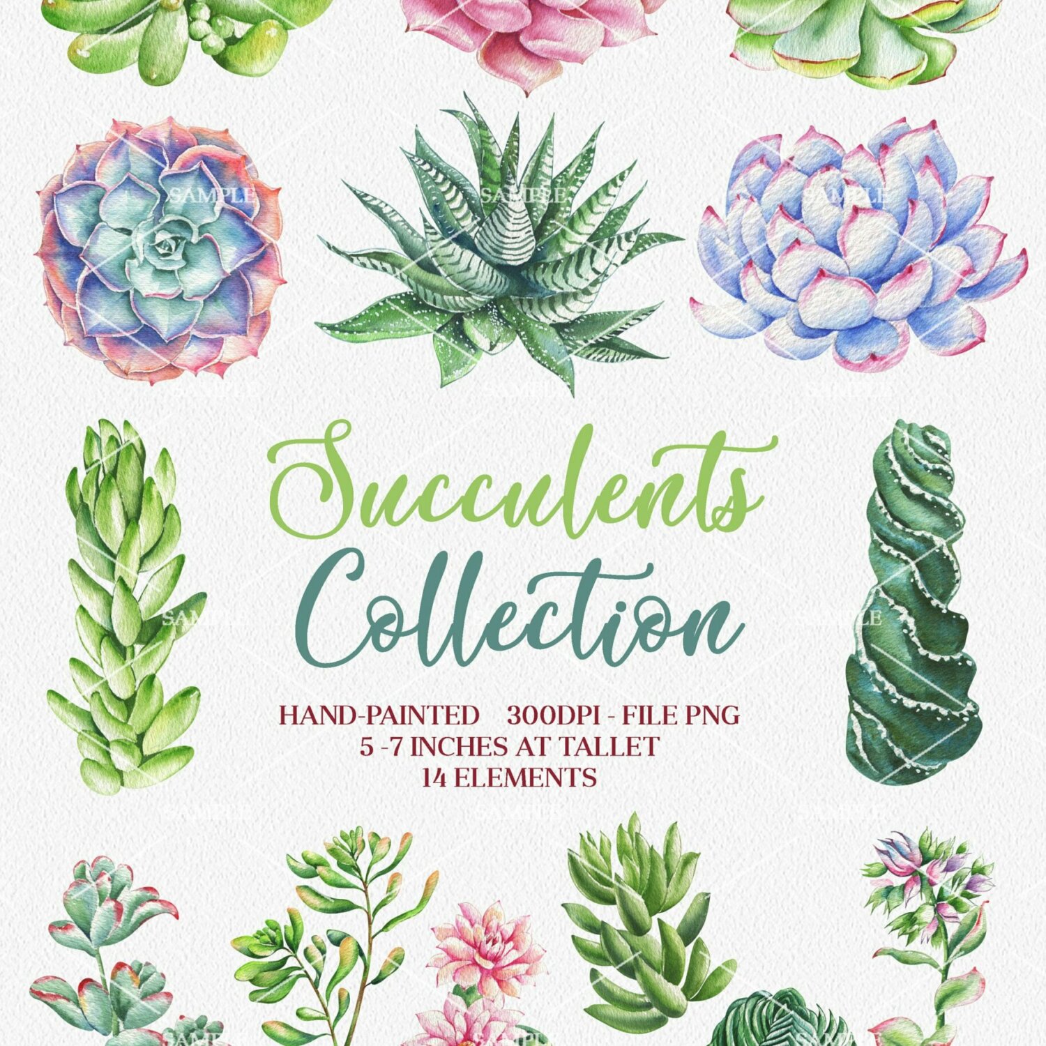 Watercolor Succulents Clipart, Succulent clipart, succulent watercolor ...