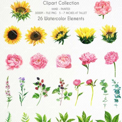 Sunflower Watercolor Flower clipart, Sunflower, Peonies Flowers, Blackberry, Sunflower Summer Herb, Wedding Sunflowers clipart | WCSD_02